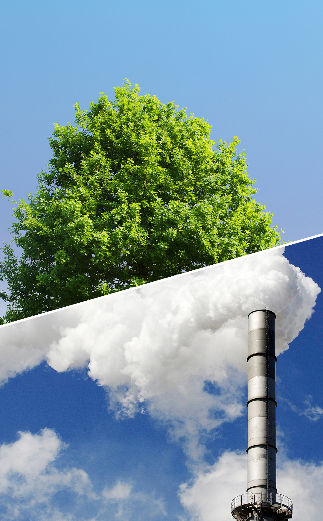 2050년 탄소중립 달성 추진 소나무 20억 그루가 이산화탄소를 흡수하는 효과